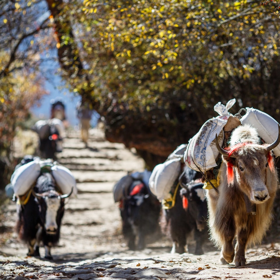 Mount Everest Trek & Island Peak